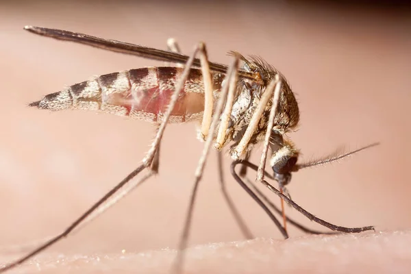 Alimentação Mosquitos Humanos Foto Macro — Fotografia de Stock