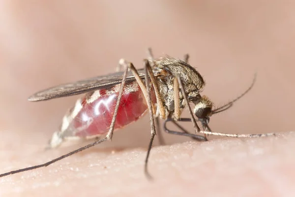 Mosquito Lleno Sangre Alimentándose Humanos — Foto de Stock