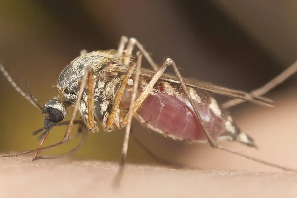 Mosquito Cheio Sangue Alimentando Humanos — Fotografia de Stock