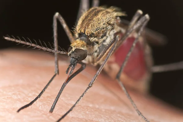 Mosquito Lleno Sangre Alimentándose Humanos Macro Foto — Foto de Stock