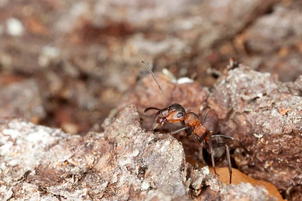 Güney Ahşap Karınca Tahtanın Üzerindeki Formika Yakut — Stok fotoğraf