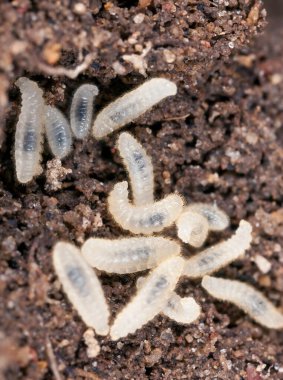 Doğal ortamda karınca larvaları