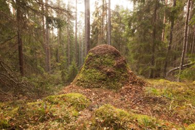 Ormanda antrill, doğal çevre