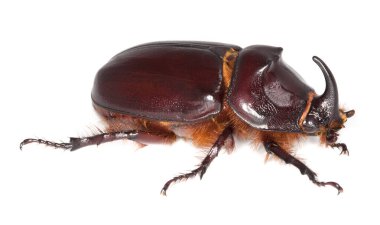 Avrupa gergedan böceği, Oryctes nasicornis beyaz arka planda izole edildi