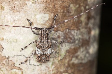 Beyaz bulutlu uzun boynuzlu böcek, fındık ağacında Mesosa Nebulosa, makro fotoğraf
