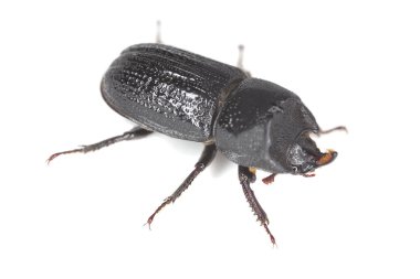 Gergedan erkek böceği, Sinodendron silindiri beyaz arkaplanda izole edilmiş.