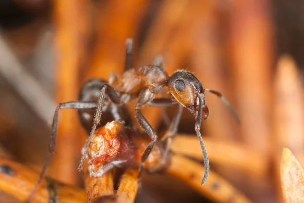 Mrówka Południowa Formica Rufa Drewnie — Zdjęcie stockowe