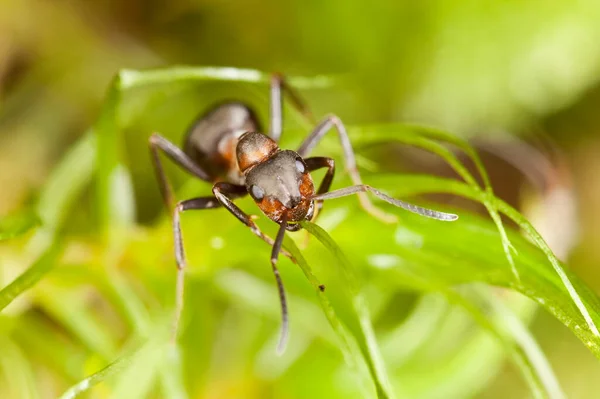 Mrówka Południowa Formica Rufa Drewnie — Zdjęcie stockowe