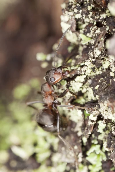 Mrówka Południowa Formica Rufa Drewnie — Zdjęcie stockowe