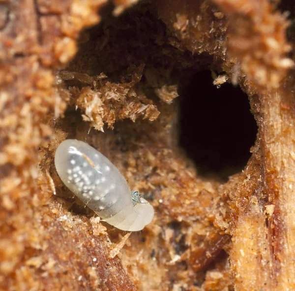 Ameisenlarve Natürlicher Umgebung — Stockfoto
