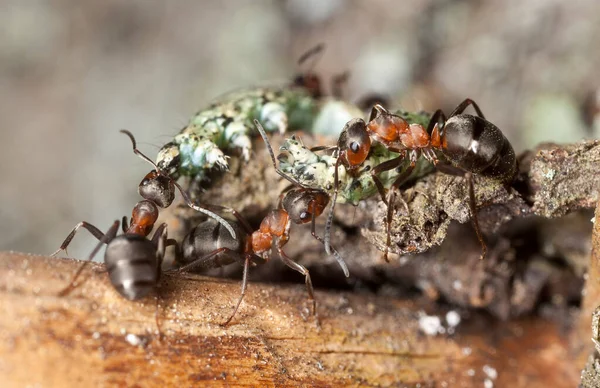 Southern wood ants, formica rufa transporting larva