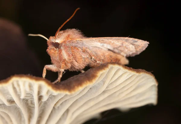 蘑菇上的蛾 宏观照片 — 图库照片