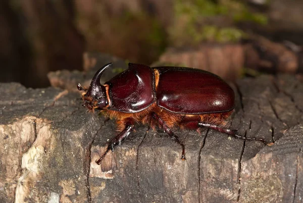 Жук Носорог Европейский Oryctes Nasicornis Дереве — стоковое фото