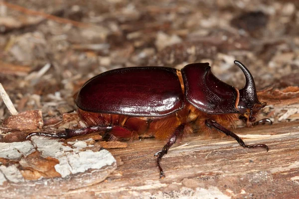 Escarabajo Rinoceronte Europeo Masculino Oryctes Nasicornis Sobre Madera —  Fotos de Stock