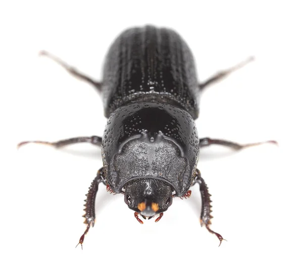 Rhinoceros Stag Beetle Sinodendron Cylindrical Dricum分离于白色背景 — 图库照片