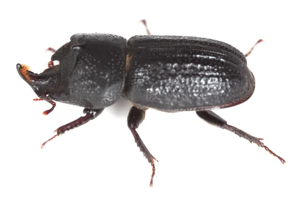 Rhinoceros Stag Beetle Sinodendron Cylindricum Isolated White Background — Stock Photo, Image