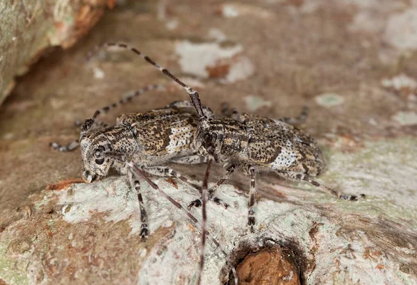 Vitmulna Långhornsskalbaggar Mesosa Nebulosa Hasselträ Makrofoto — Stockfoto