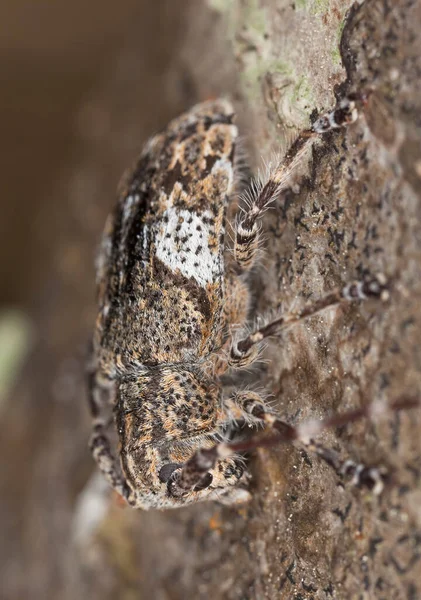 Kumbang Berawan Putih Mesosa Nebulosa Pada Kayu Hazel Foto Makro — Stok Foto