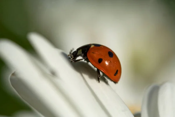 Ladybug Coccinellaurgempunctata Oxeye Daisy ปแมโคร แมลงน าบนเพล — ภาพถ่ายสต็อก