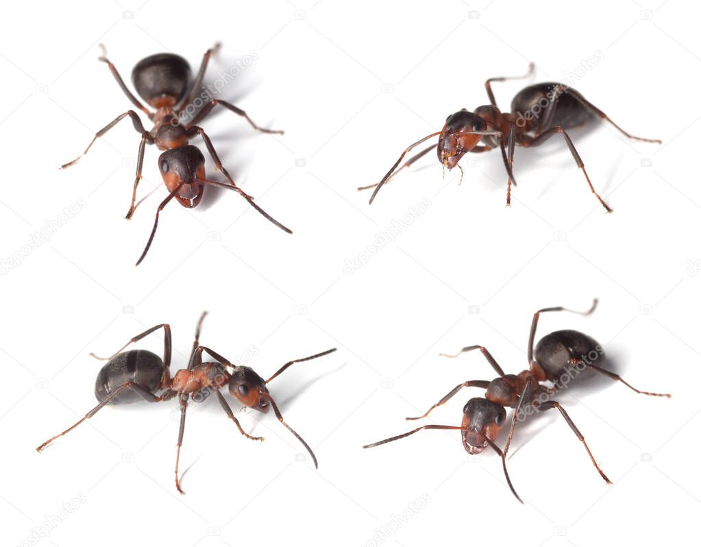Collection of wood ants, formica isolated on white background