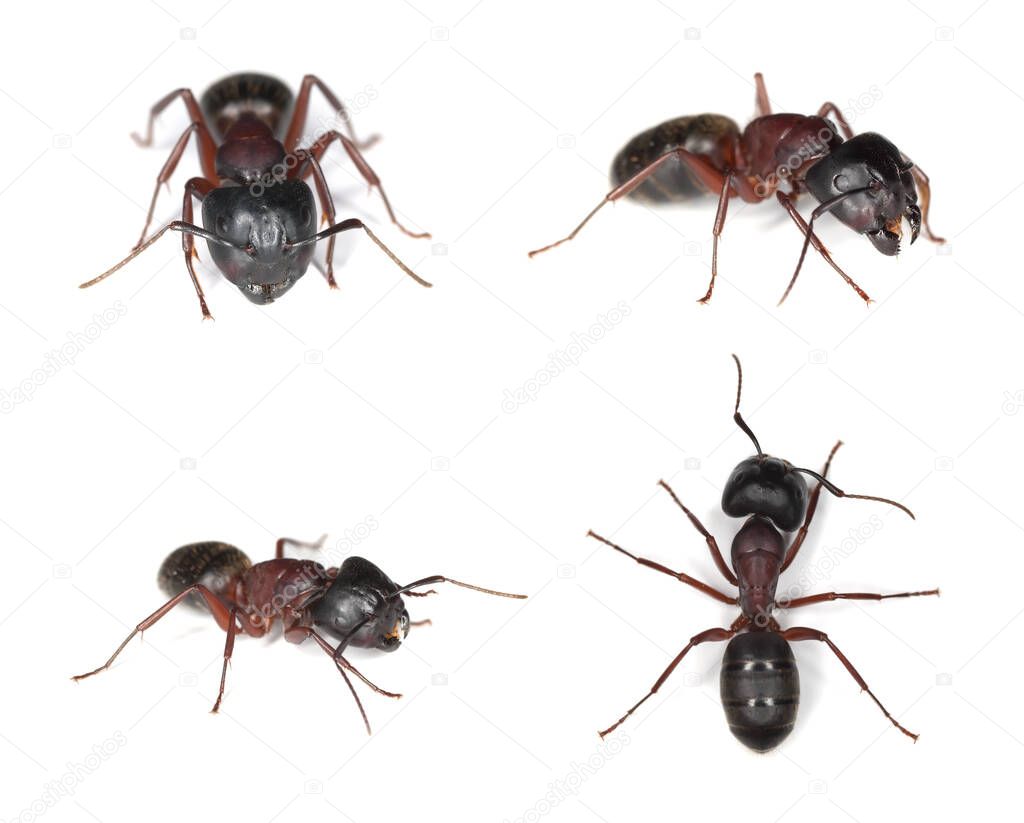 Collection of Carpenter ants, Camponotus isolated on white background