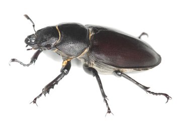 Dişi geyik böceği, Lucanus cervus beyaz arka planda izole edilmiş, makro fotoğraf.