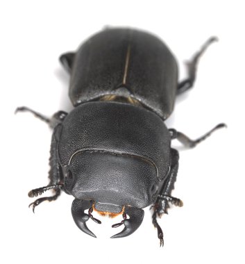 Küçük geyik böceği, Dorcus parallelipipedus beyaz arka planda izole edilmiş, makro fotoğraf