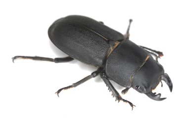 Küçük geyik böceği, Dorcus parallelipipedus beyaz arka planda izole edilmiş, makro fotoğraf