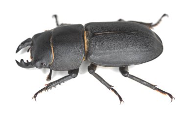 Küçük geyik böceği, Dorcus parallelipipedus beyaz arka planda izole edilmiş, makro fotoğraf