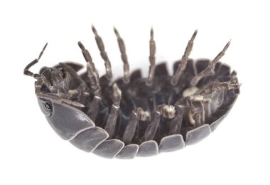Pillbug beyaz arkaplanda izole edildi, makro fotoğraf