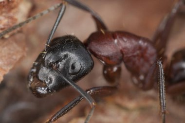 Marangoz karınca, Camponotus tahtada, makro fotoğraf.