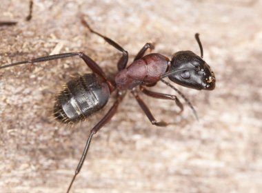 Marangoz karınca, Camponotus tahtada, makro fotoğraf.