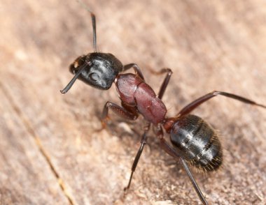 Marangoz karınca, Camponotus tahtada, makro fotoğraf.