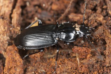 Yer böceği, Karabidae tahtada