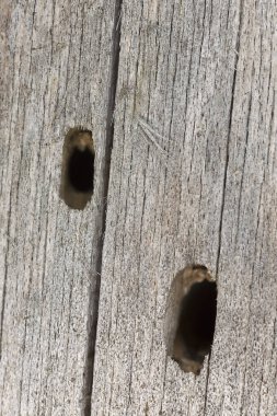  Eski ev sıkıcısından sonra yumurtadan çıkanlar, haykırışlar... 