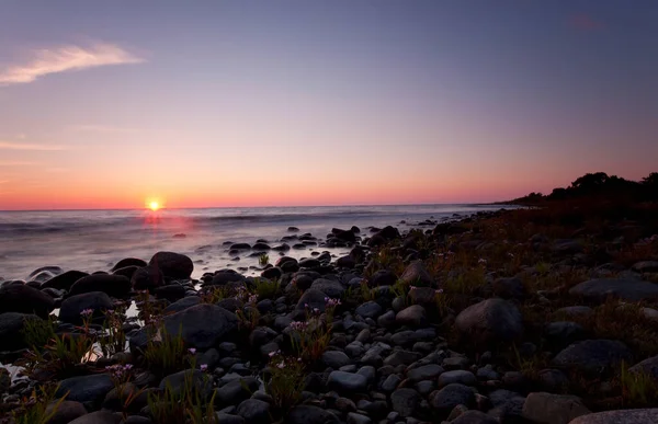 Blooming Sea Aster Tripolium Pannonicum Beautiful Sunset Baltic Sea Southern — Stock Photo, Image