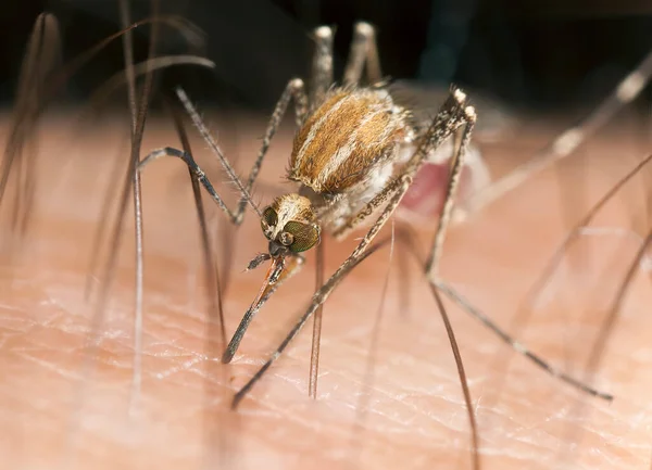 Alimentação Mosquitos Pele Humana Foto Macro — Fotografia de Stock