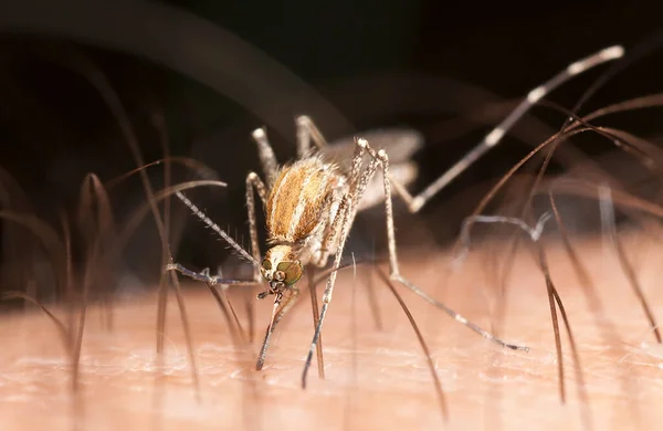 Alimentación Mosquitos Piel Humana Macro Foto — Foto de Stock