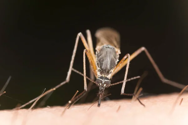 Alimentación Mosquitos Piel Humana Macro Foto — Foto de Stock