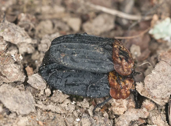 Berpasangan Kumbang Bangkai Berdada Merah Oiceoptoma Thoracicum Tanah Foto Makro — Stok Foto