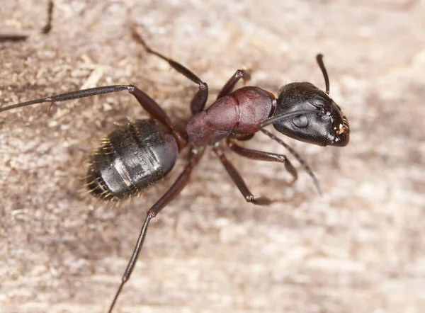 Mrówka Cieśla Camponotus Drewnie Makro Zdjęcie — Zdjęcie stockowe