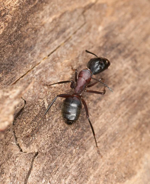 Semut Kayu Camponotus Kayu Foto Makro — Stok Foto