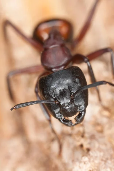 Mrówka Cieśla Camponotus Drewnie Makro Zdjęcie — Zdjęcie stockowe