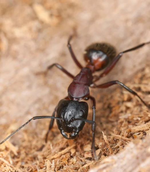 Mrówka Cieśla Camponotus Drewnie Makro Zdjęcie — Zdjęcie stockowe