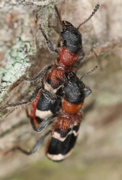 Paarende Ameisenkäfer Thanasimus Formicarius Auf Holz Makroaufnahme — Stockfoto