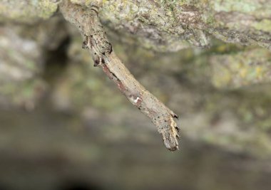 Geometre güvesi, tahtanın üzerinde Geometridae larvası