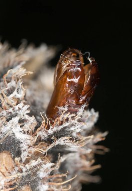 Bitkinin üzerine boş güve pupası