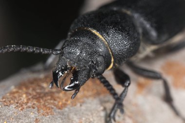 Siyah Longhorn böceği, Spondylis buprestoides tahtada, makro fotoğraf