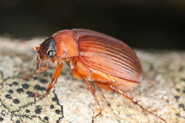 Braune Haube Serica Brunnea Makrofoto Dieses Insekt Kann Ein Schädling — Stockfoto