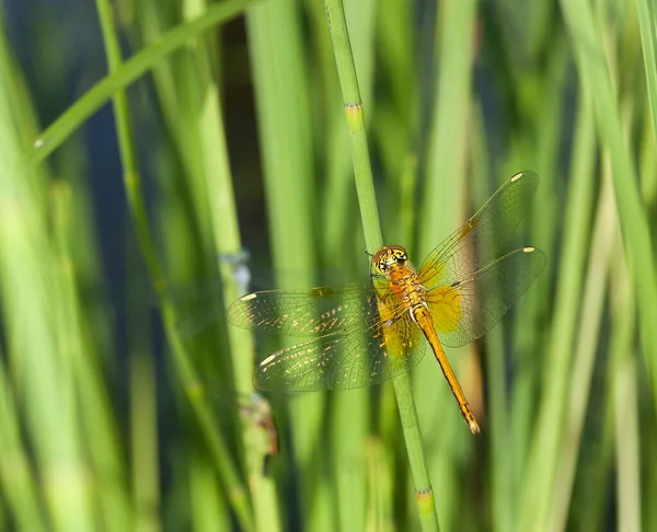 Dragonfly Natural Environment — Stock Photo, Image